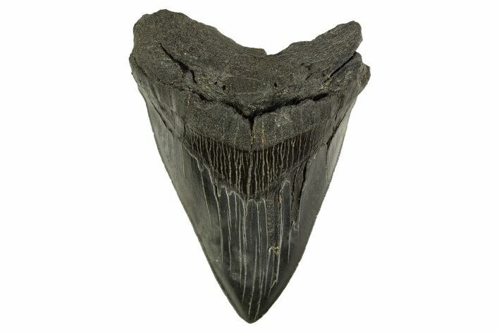 Serrated, Fossil Megalodon Tooth - South Carolina #332306